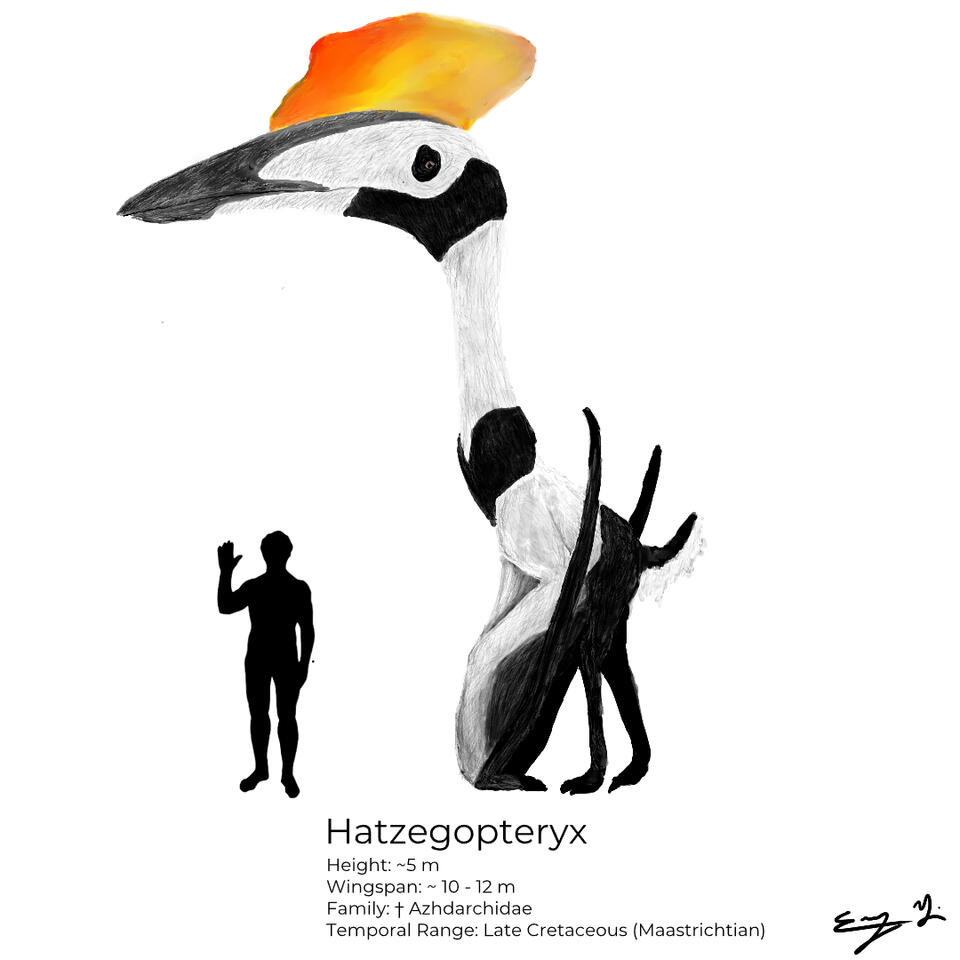 Hatzegopteryx (2025)